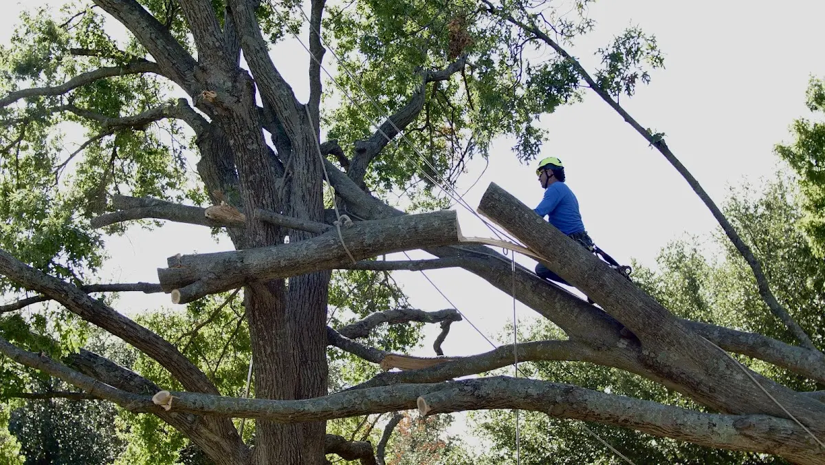 Professional Hazardous Tree Removal performed by certified arborists in Rex